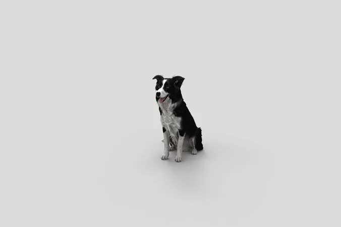  Realistic BorderCollie Sitting Dog 3D Model