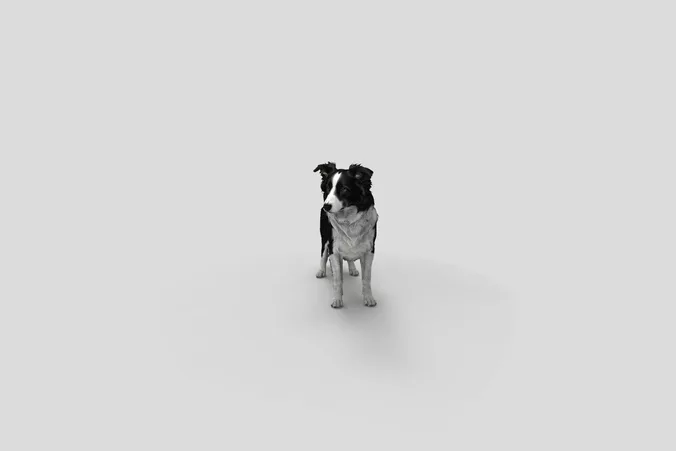  Realistic BorderCollie Standing Dog 3D Model