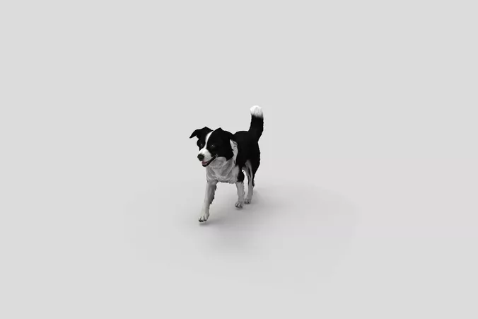  Realistic BorderCollie Walking Dog 3D Model