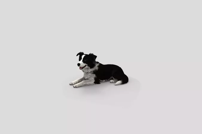  Realistic BorderCollie Lying Dog 3D Model
