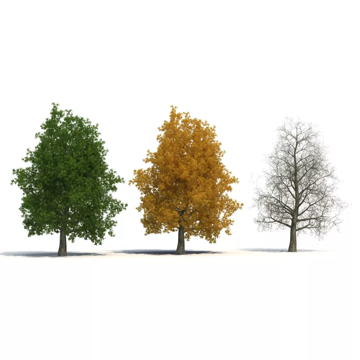 Yellow Poplar Old Tree Set 3D model