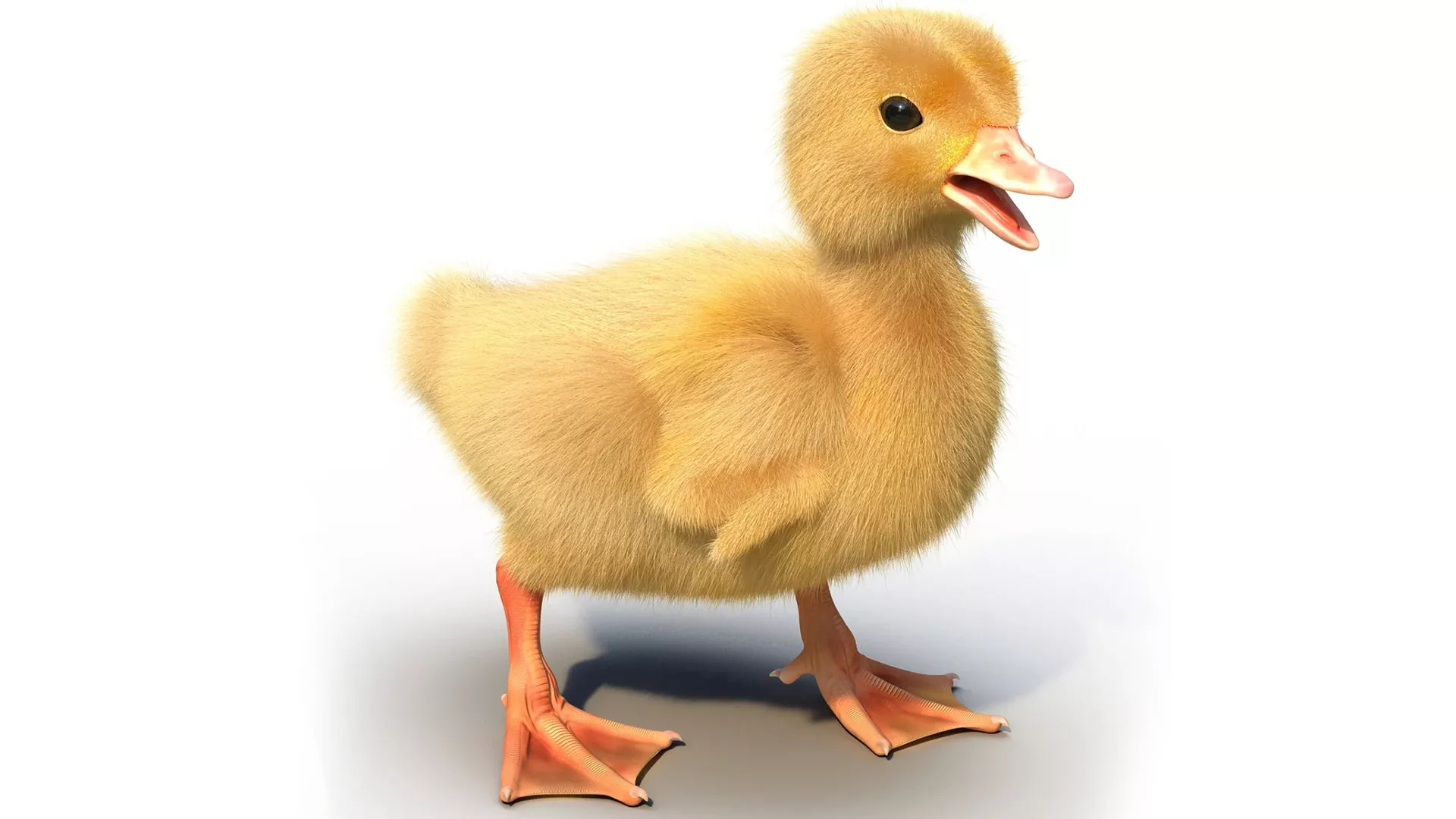 Duckling Rigged 3D model