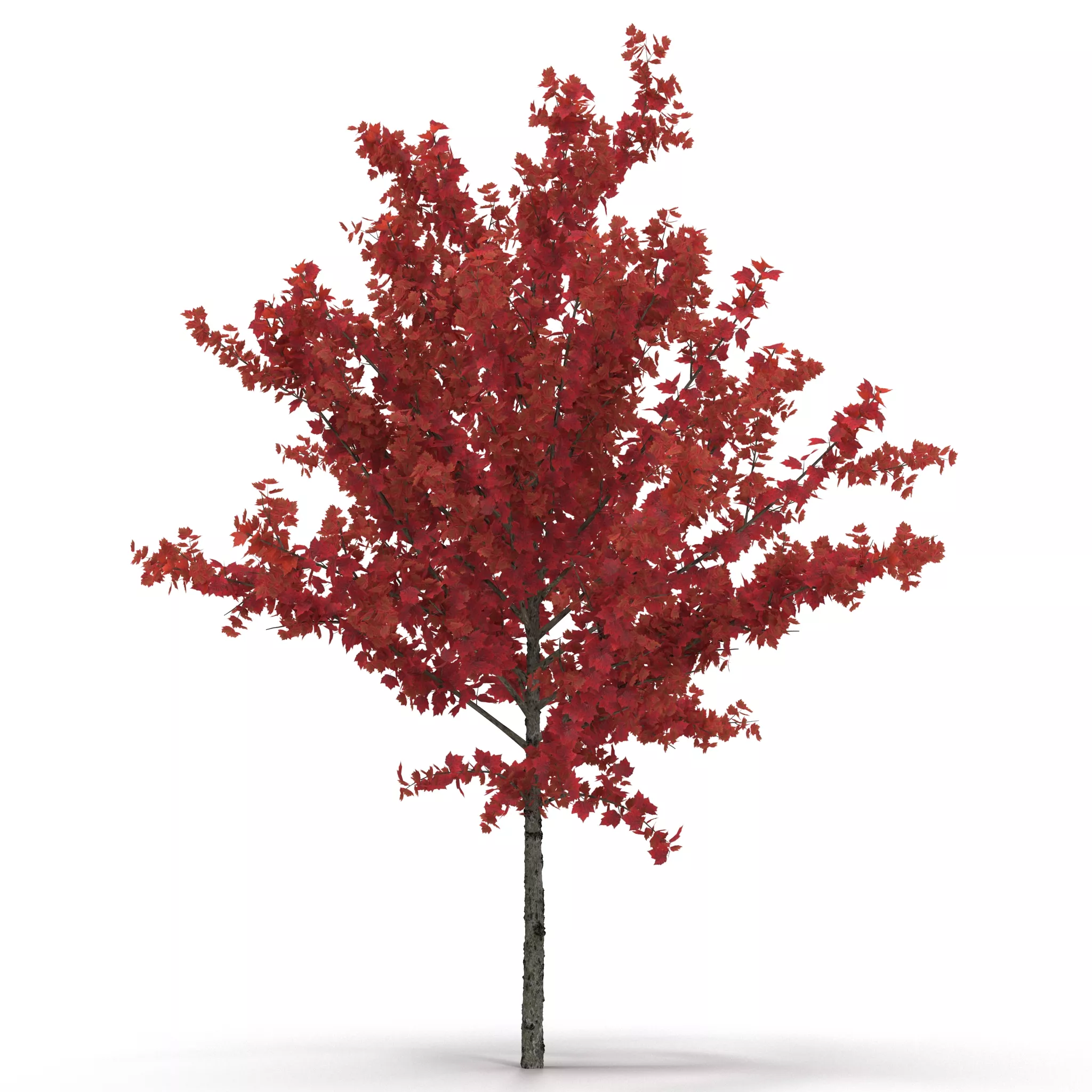 Young Tree Red Maple Autumn 3D model