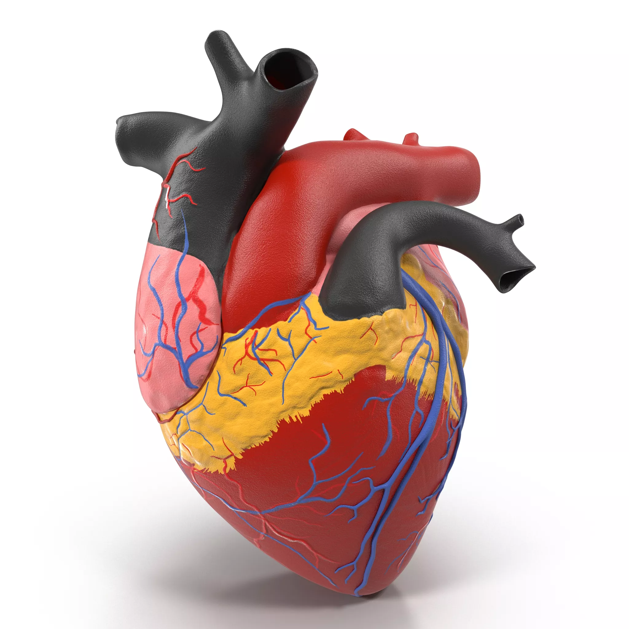 Anatomy Heart Medical Plastic Model 3D model