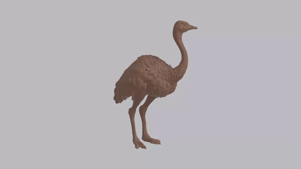Realistic Ostrich Looking Side Bird Sculpture 3D print model