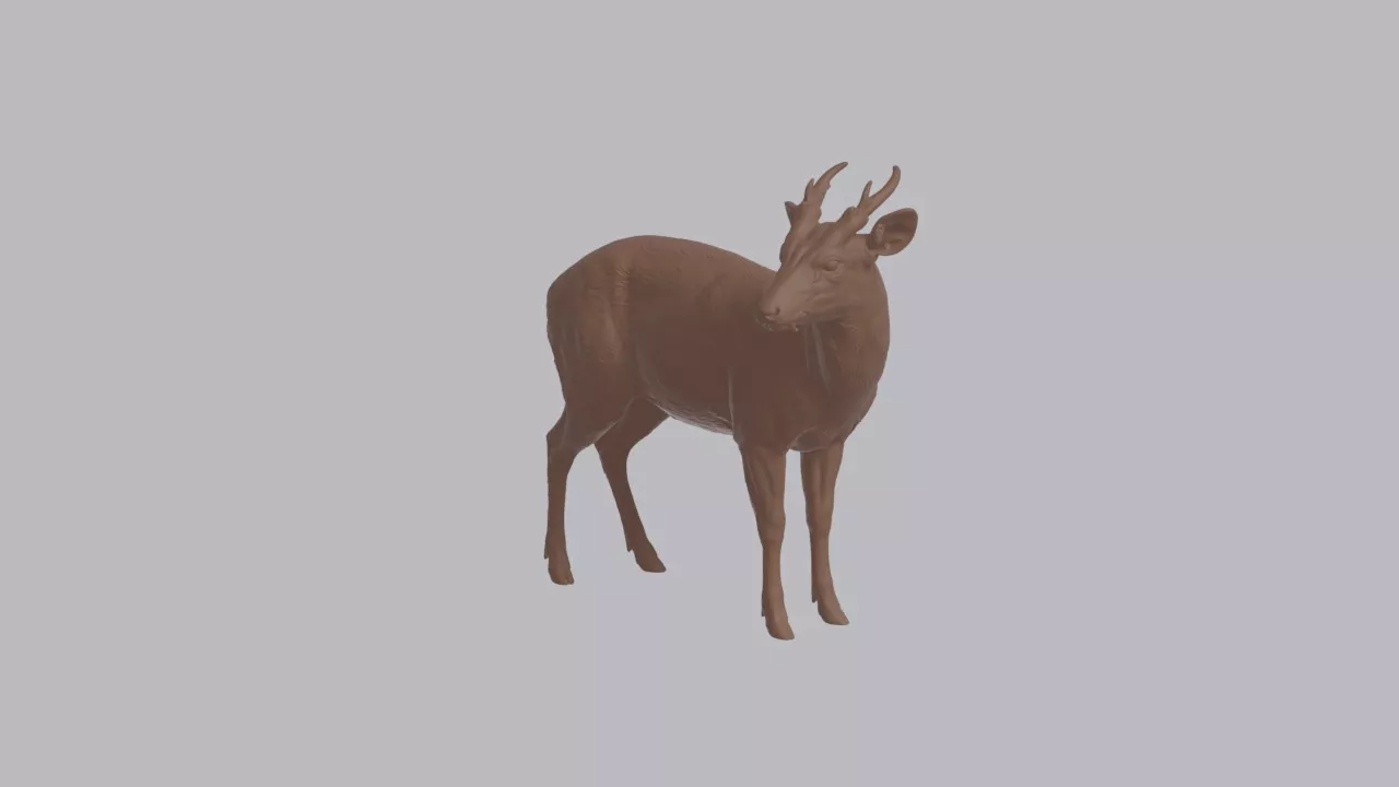 Realistic Muntjac Looking Side Animal Sculpture 3D print model