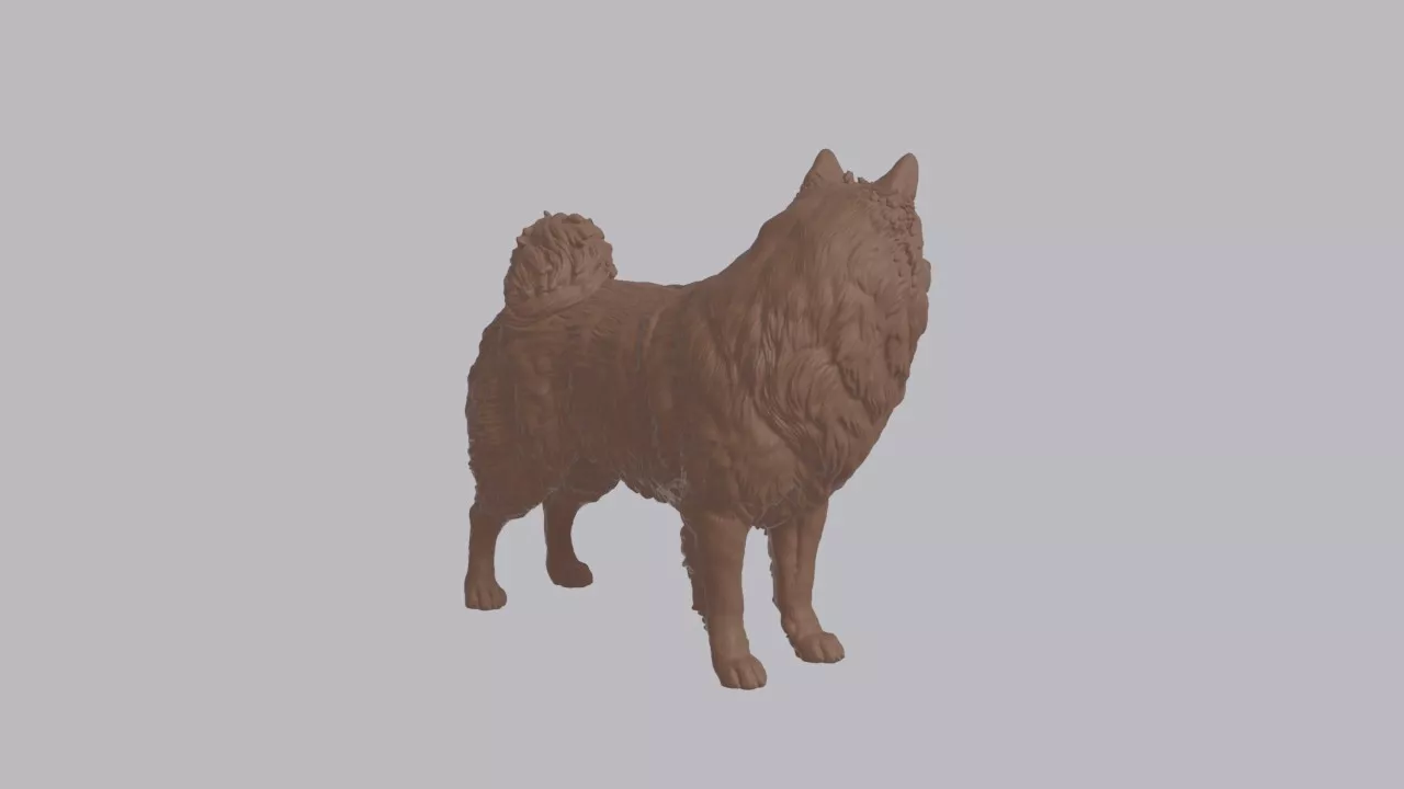 Realistic Japanese Spitz Looking Side Dog Sculpture 3D print model