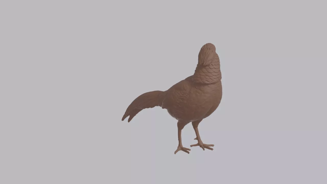 Realistic Golden Pheasant Looking Side Bird Sculpture 3D print model
