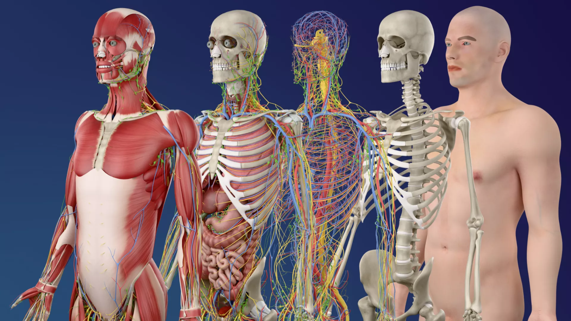 Male Anatomy System 3D model