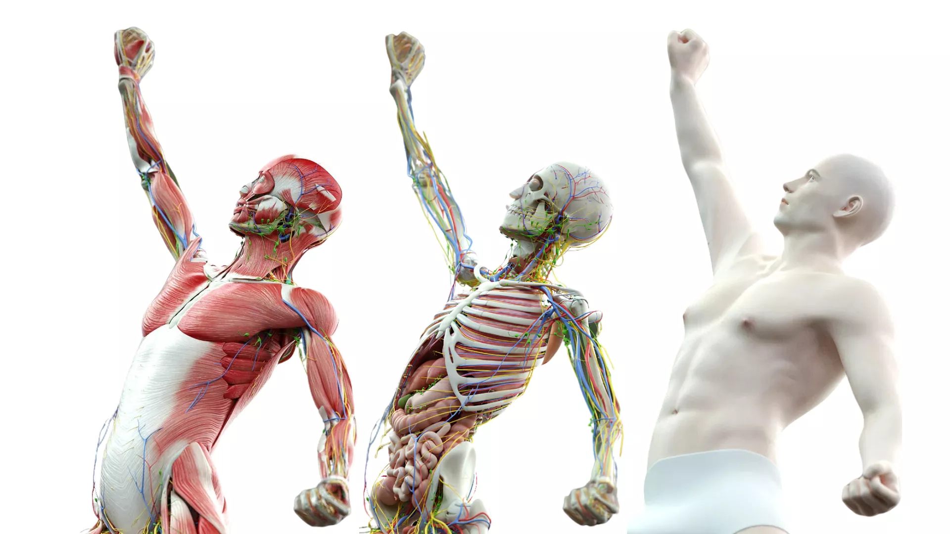 Rigged Male Anatomy System 3D model