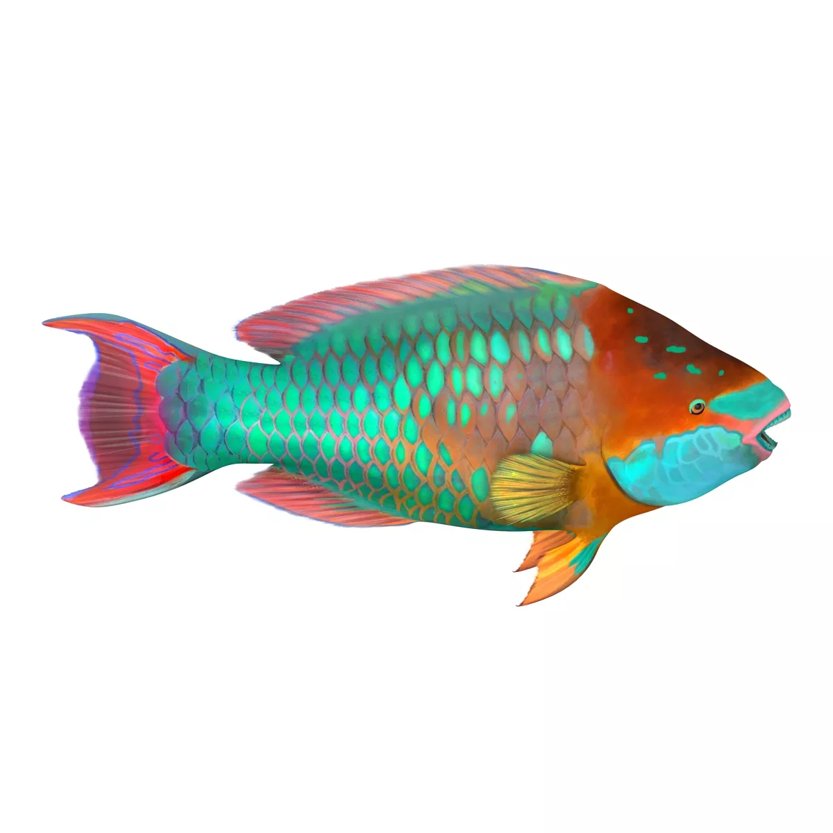 Rainbow Parrot Fish Rigged 3D model
