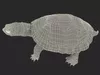 Pond Slider Turtle Pose 2 3D model | CGTrader