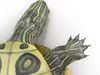 Pond Slider Turtle Pose 2 3D model | CGTrader