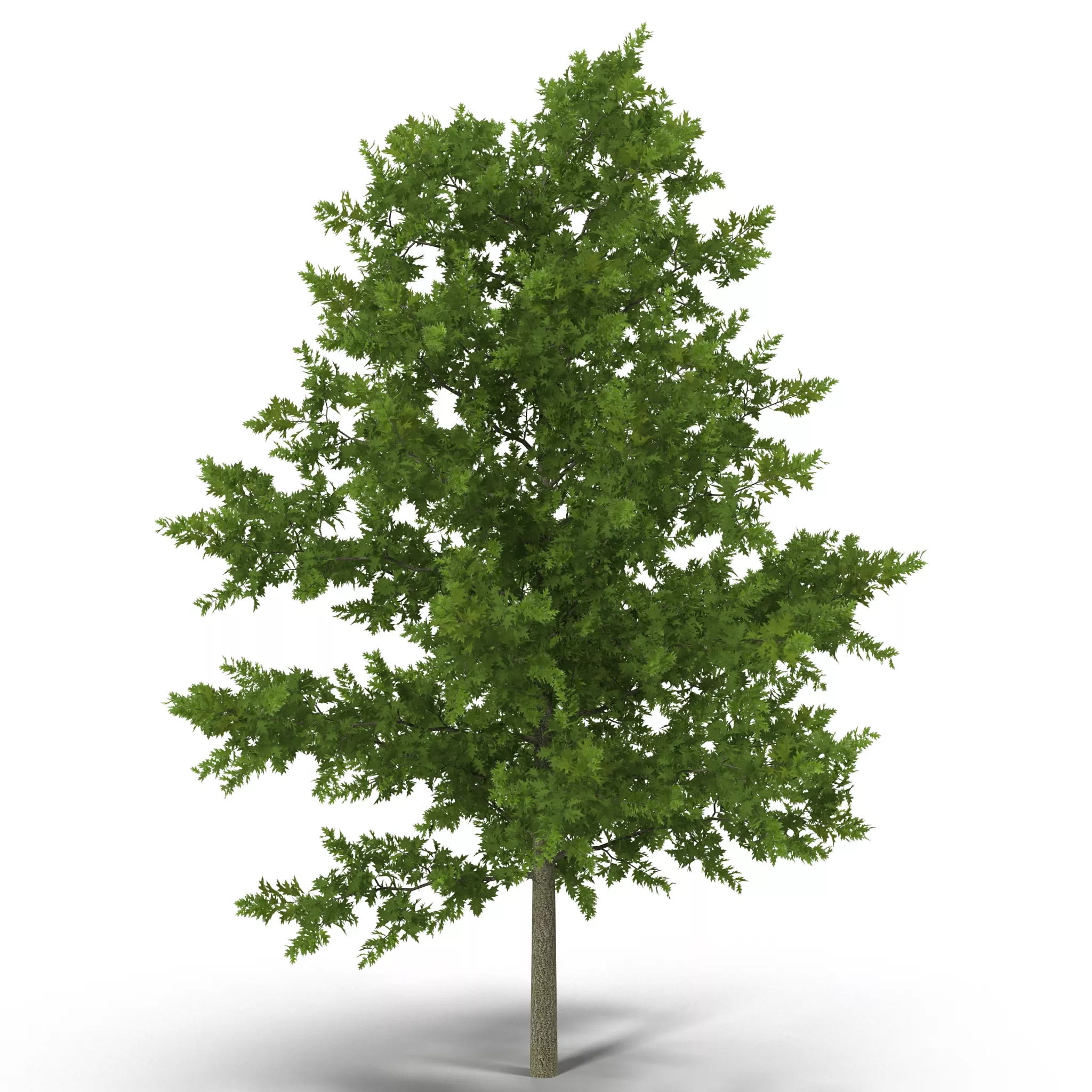 Red Oak Young Tree Summer 3D model