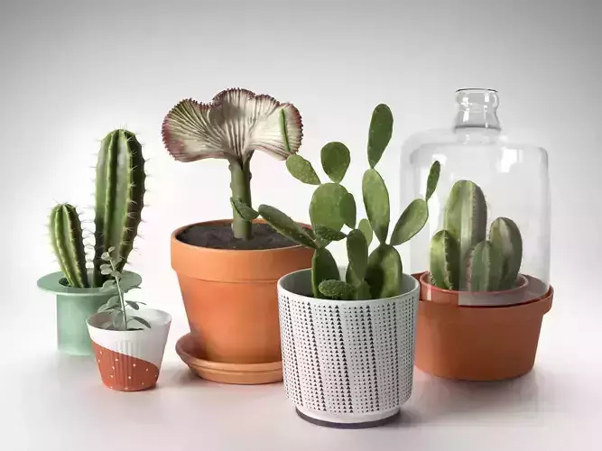 Cactus Plants in Pots 3D model