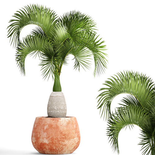 Hyophorbe lagenicaulis 3 3D model