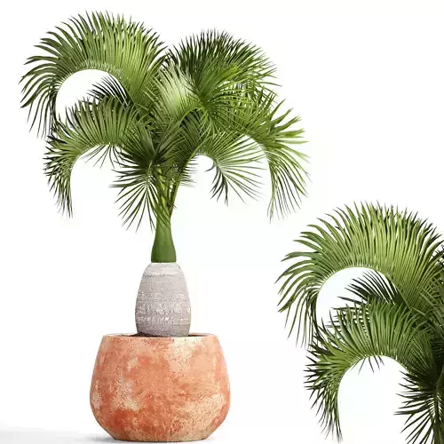Hyophorbe lagenicaulis 3 3D model