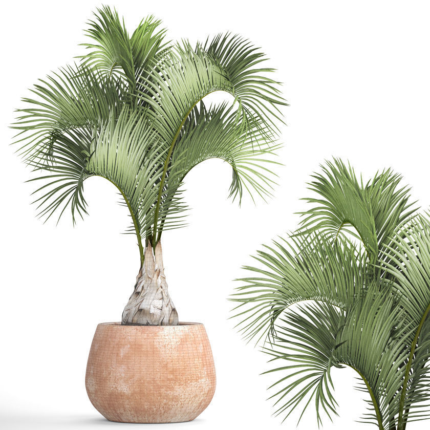 Hyophorbe lagenicaulis 1 3D model_4