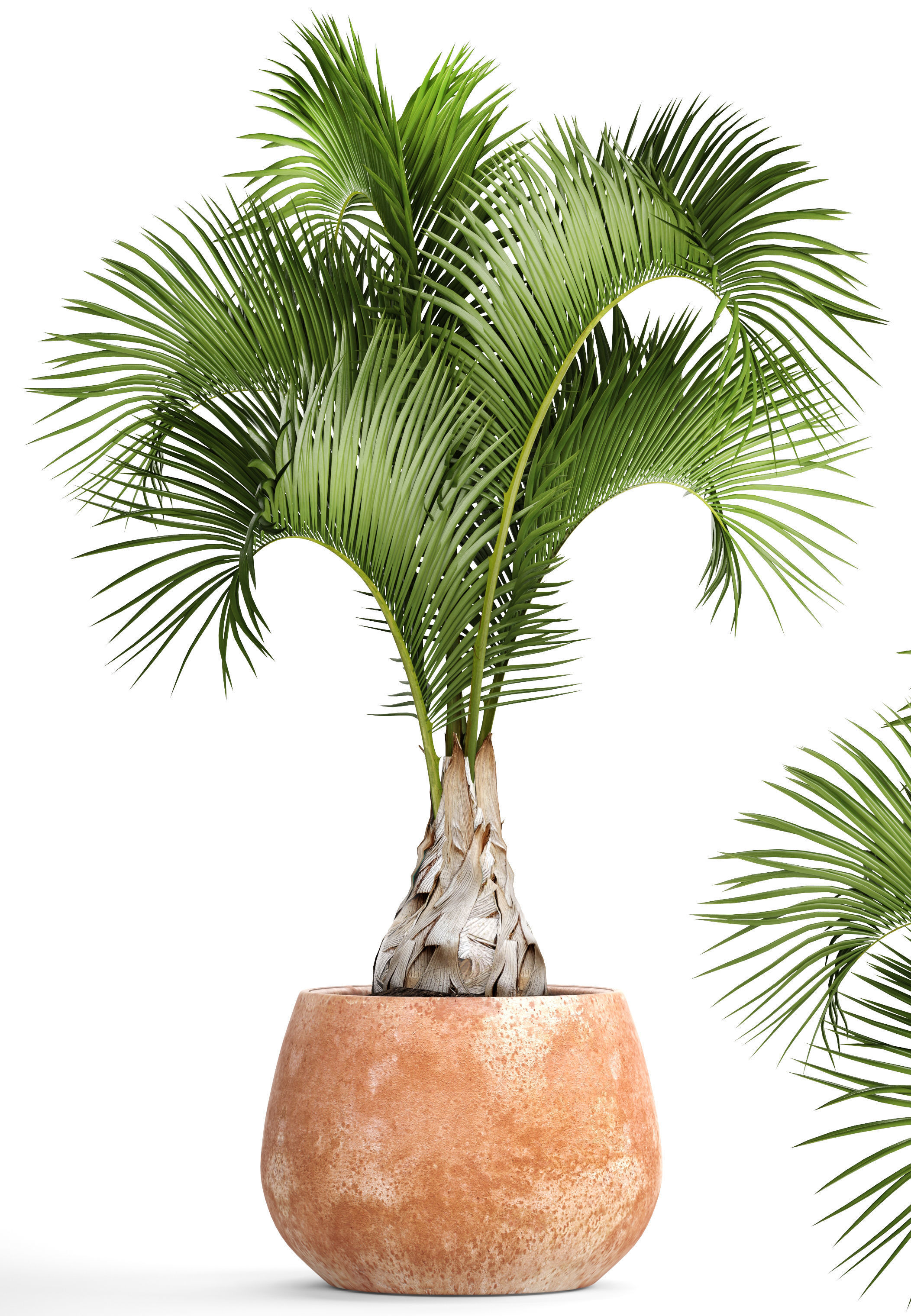 Hyophorbe lagenicaulis 1 3D model_9