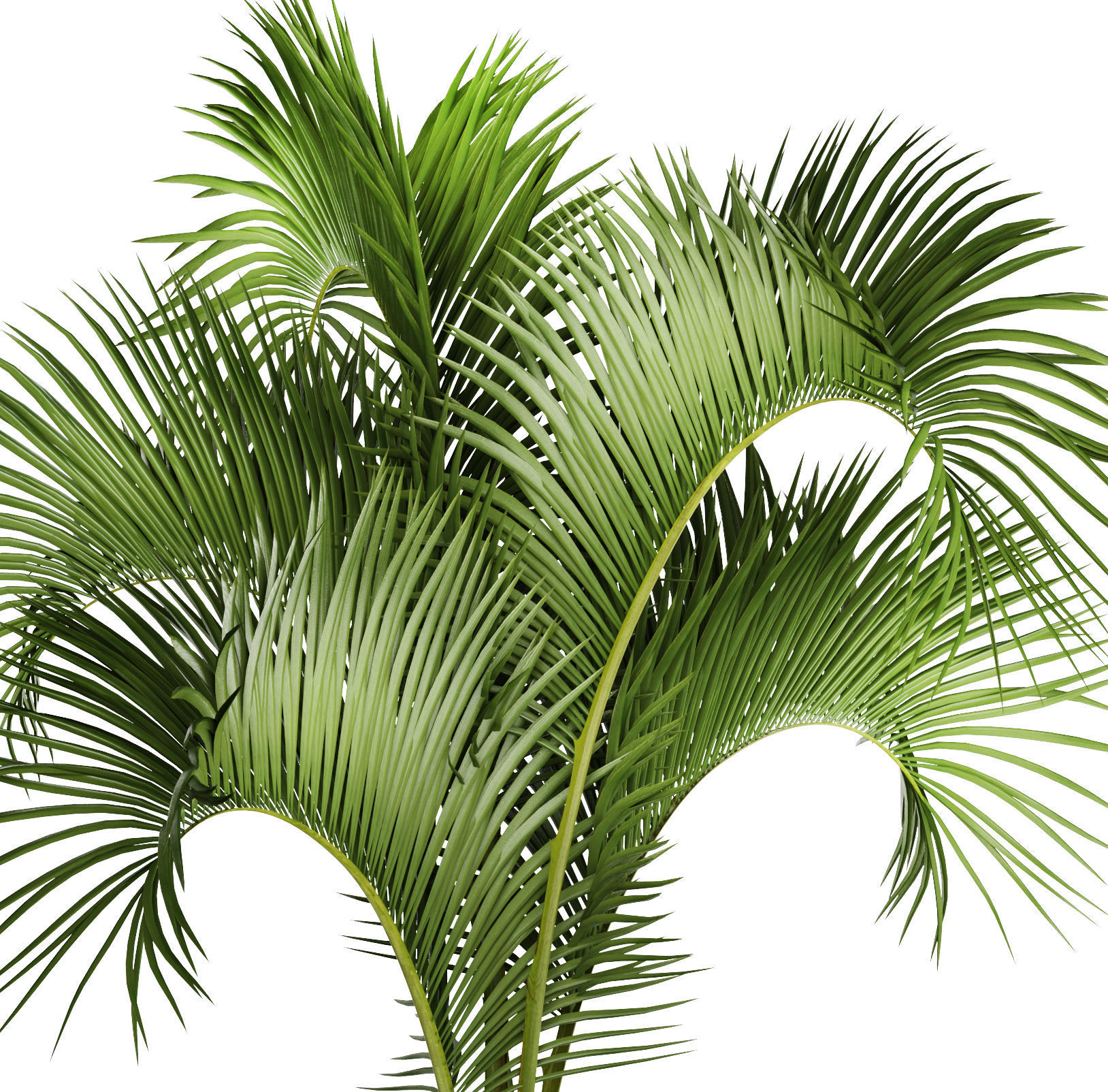 Hyophorbe lagenicaulis 1 3D model_1