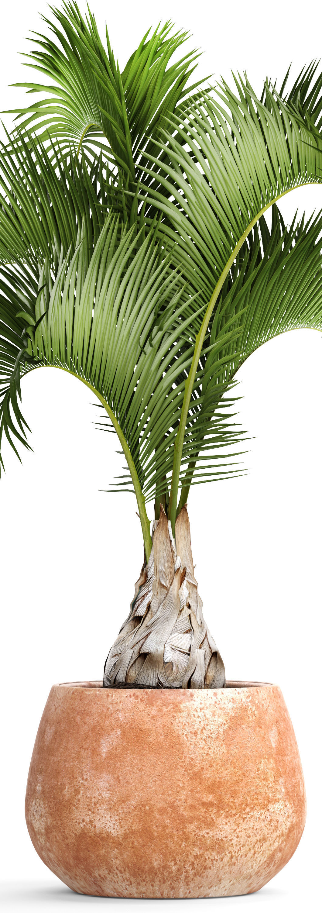 Hyophorbe lagenicaulis 1 3D model_2