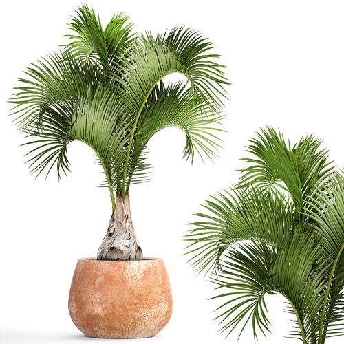 Hyophorbe lagenicaulis 1 3D model