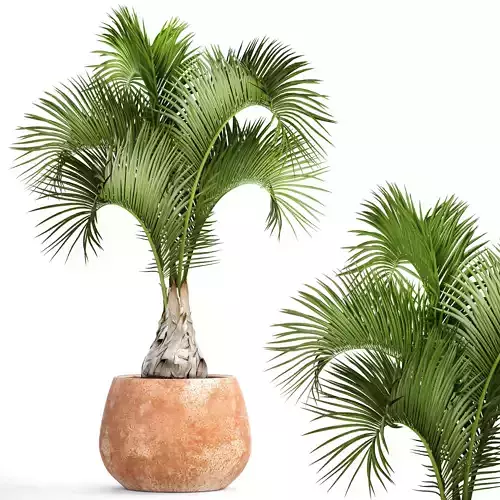 Hyophorbe lagenicaulis 1 3D model
