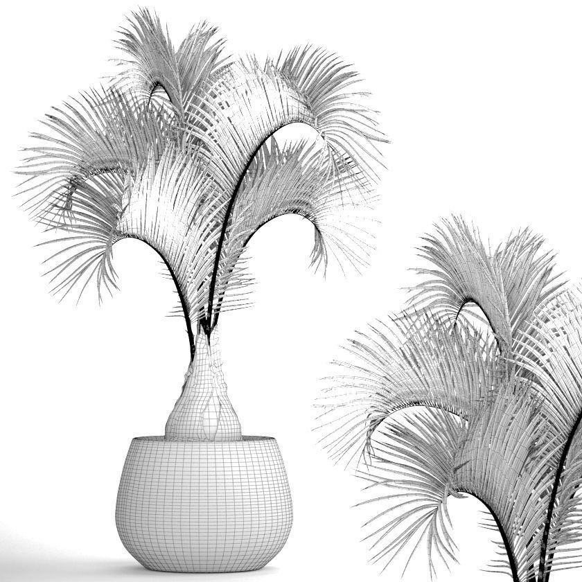 Hyophorbe lagenicaulis 1 3D model_7