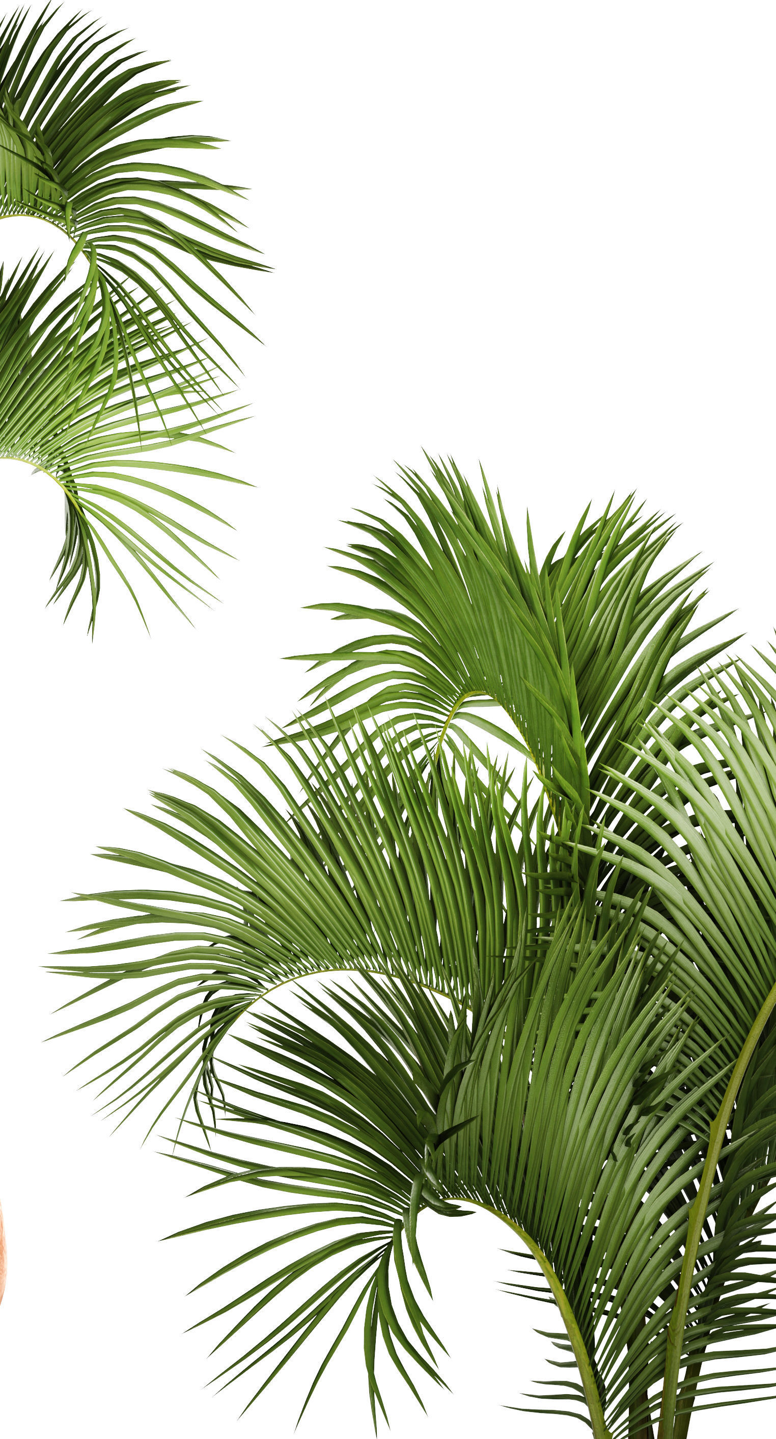 Hyophorbe lagenicaulis 1 3D model_5