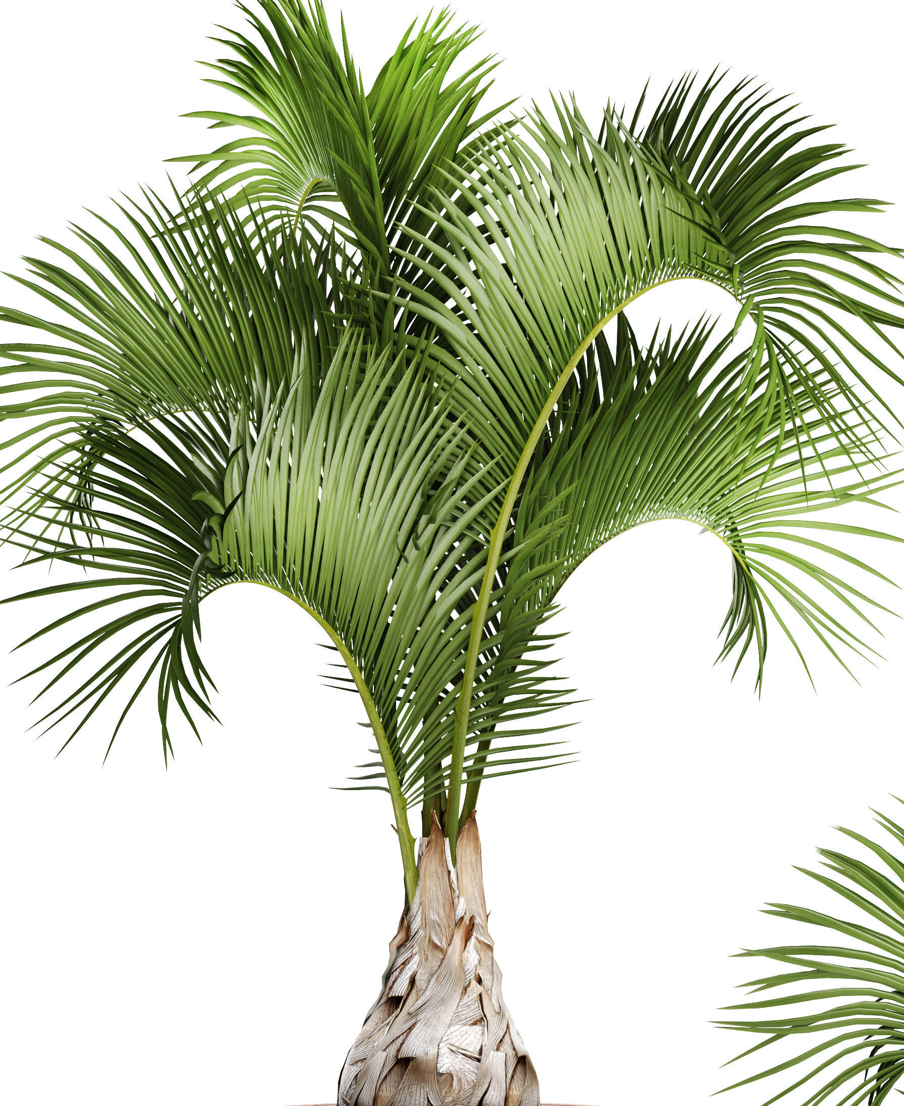 Hyophorbe lagenicaulis 1 3D model_3