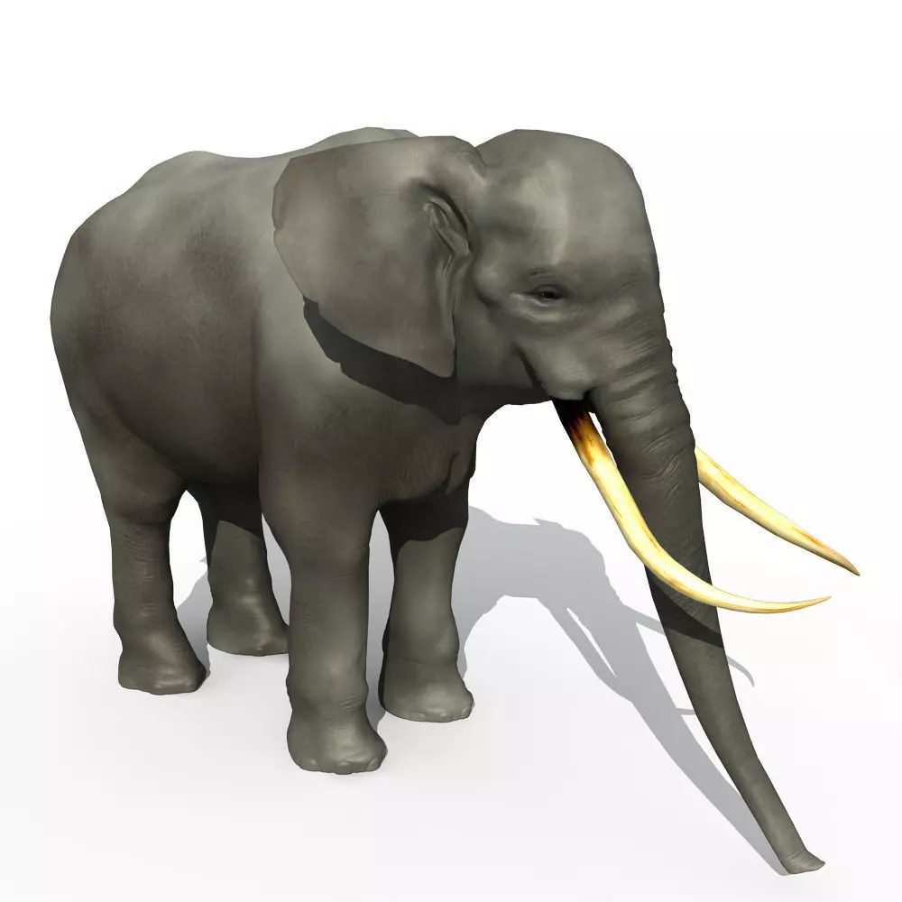 Asian Elephant 3D model_0