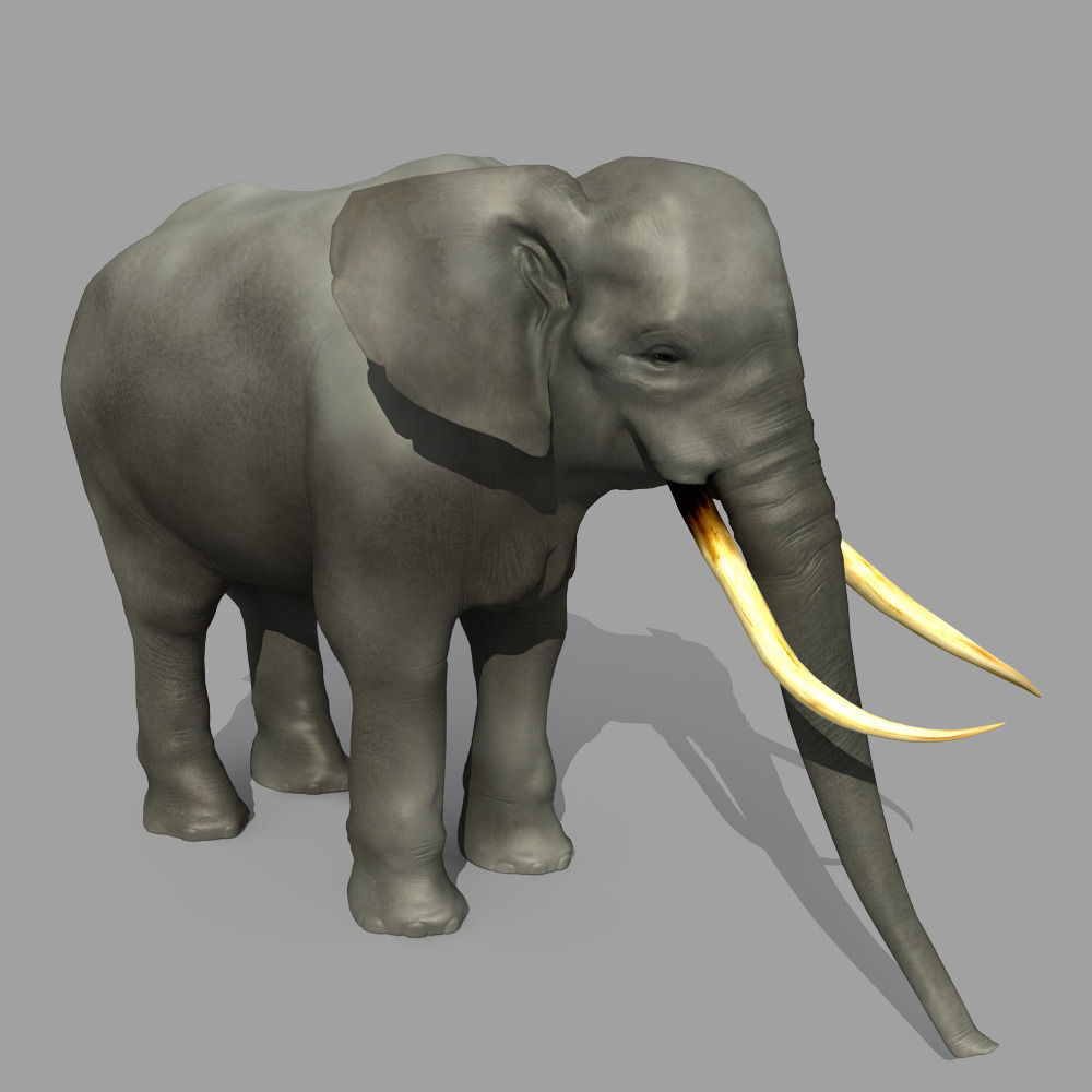 Asian Elephant 3D model_1