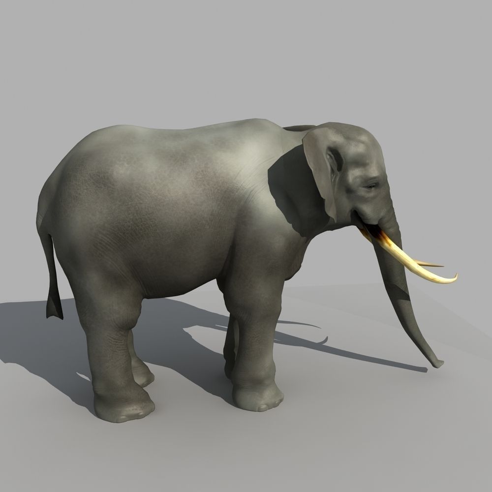 Asian Elephant 3D model_5