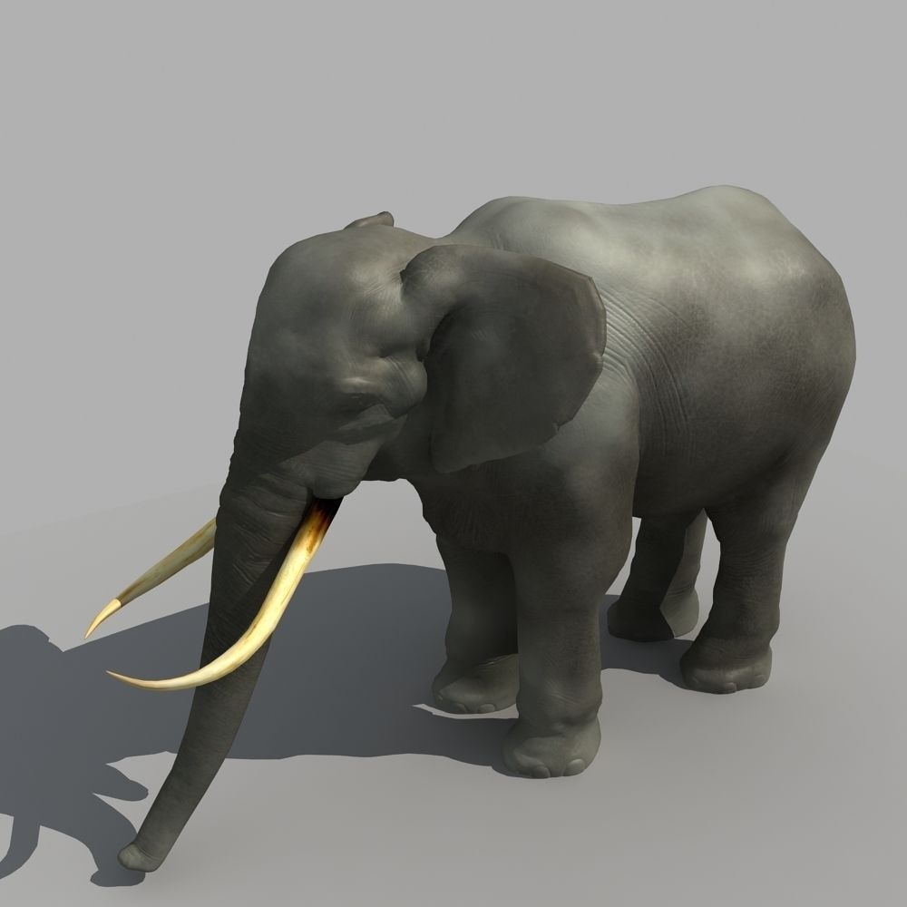 Asian Elephant 3D model_6