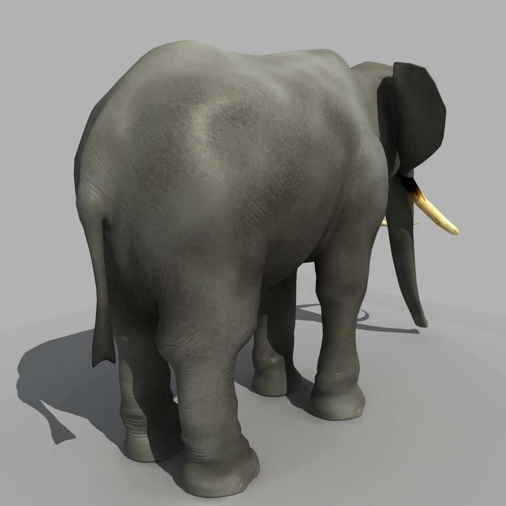 Asian Elephant 3D model_2