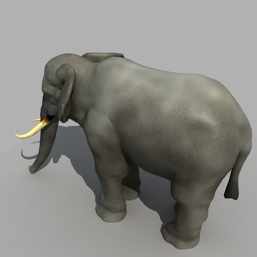 Asian Elephant 3D model_4
