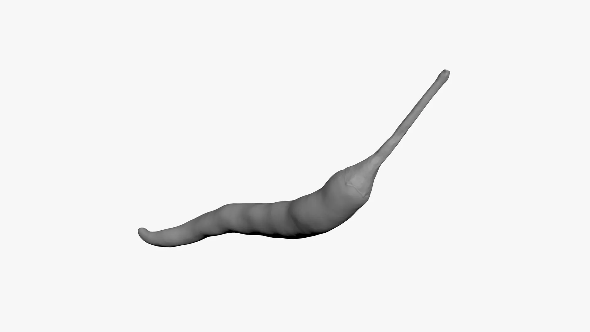 Chili Pepper 03 - For 3D Print 3D print model