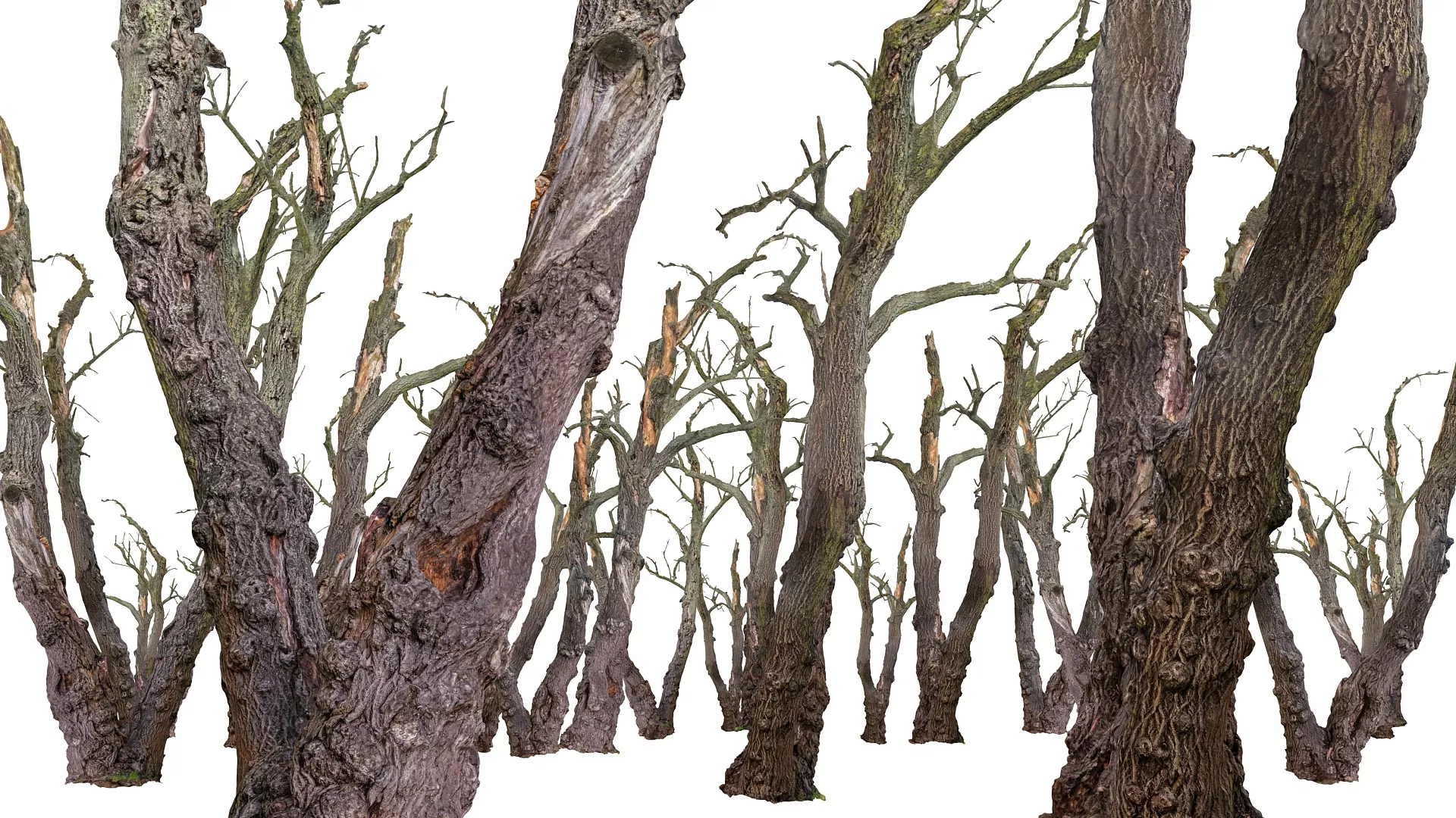 Old Forest 2 ULTRA HD Low-poly 3D model