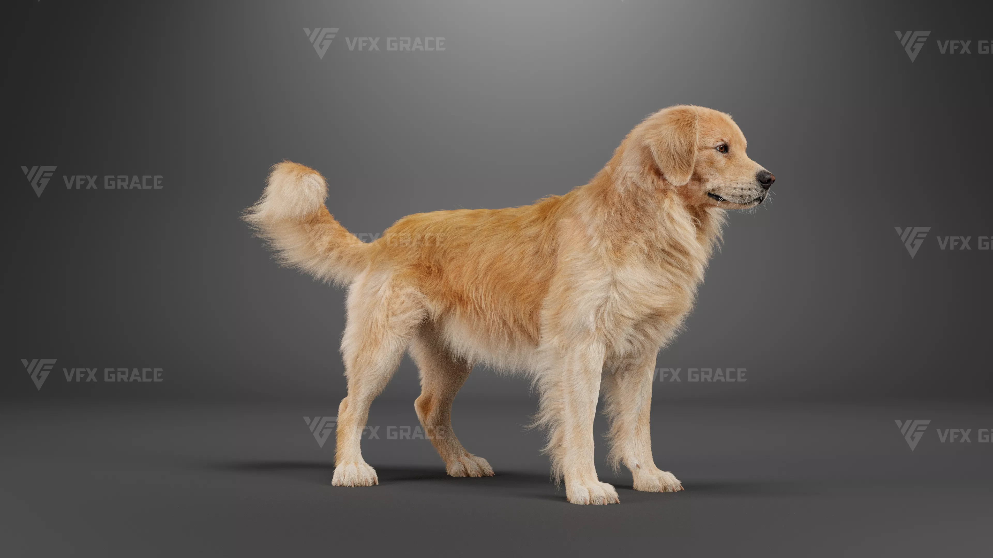 Photorealistic Golden Retriever Rigged with Fur and Animations 3D model