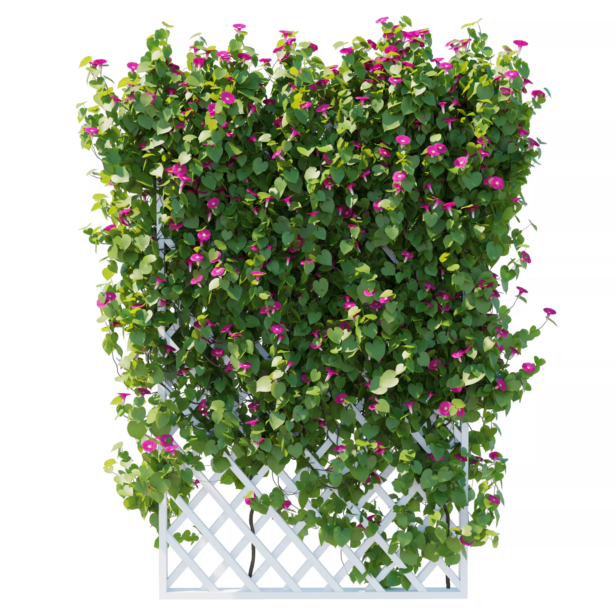 Morning Glory vines 03 3D model