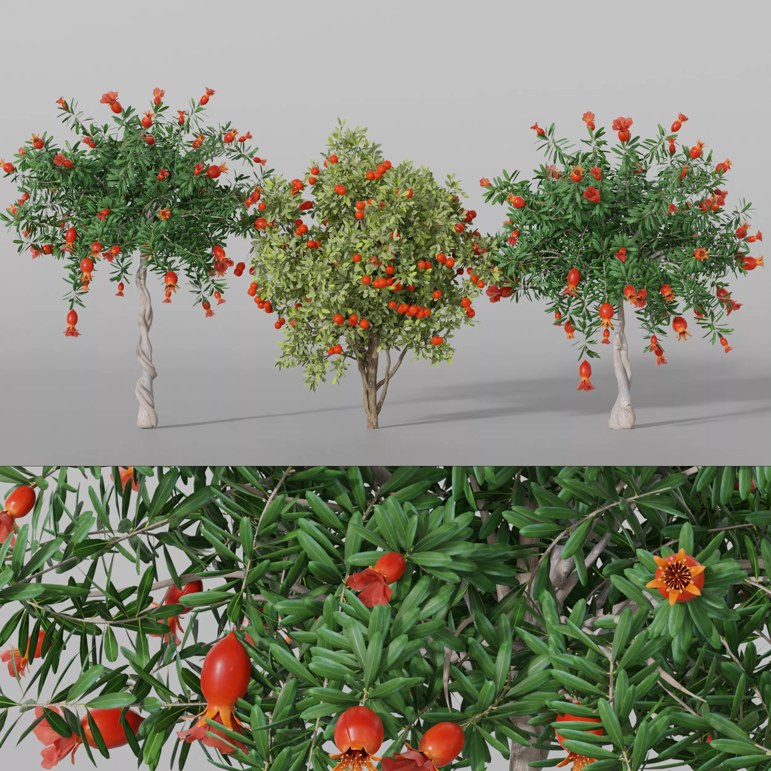 Pomegranate Fruits Trees Plant Low-poly 3D model