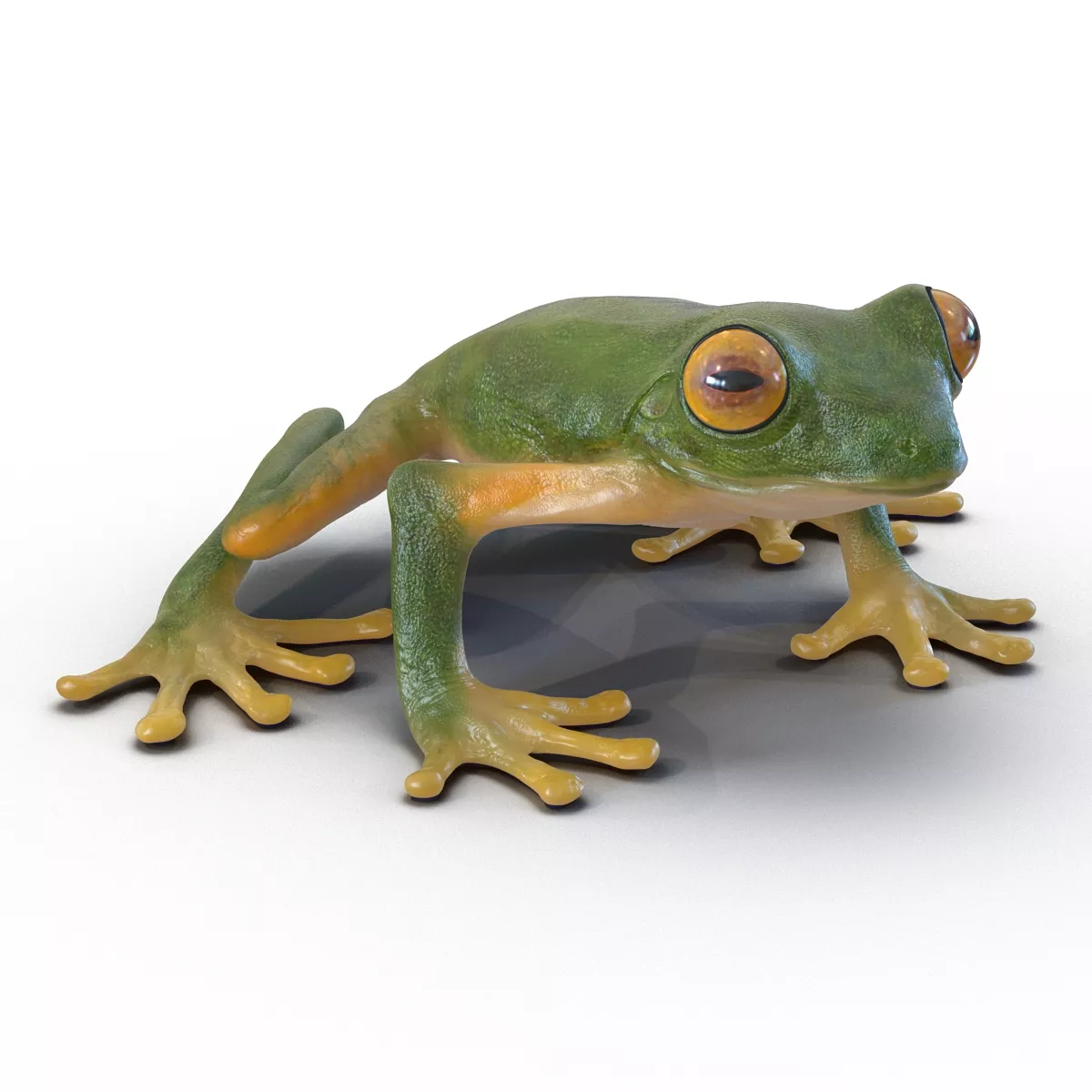 Tree Frog 3D model