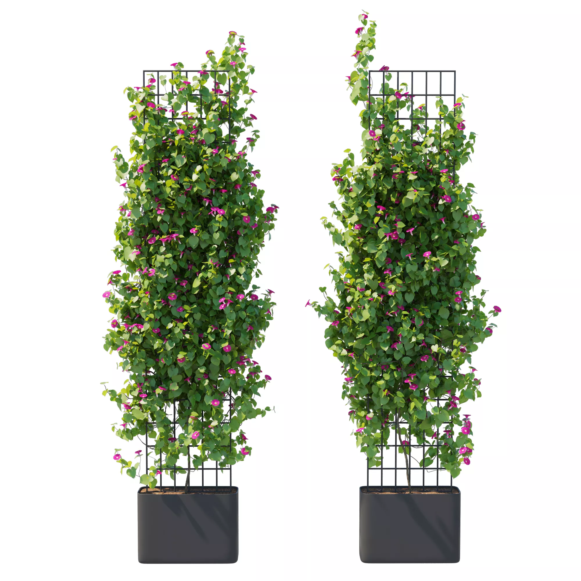 Morning Glory vines 04 3D model