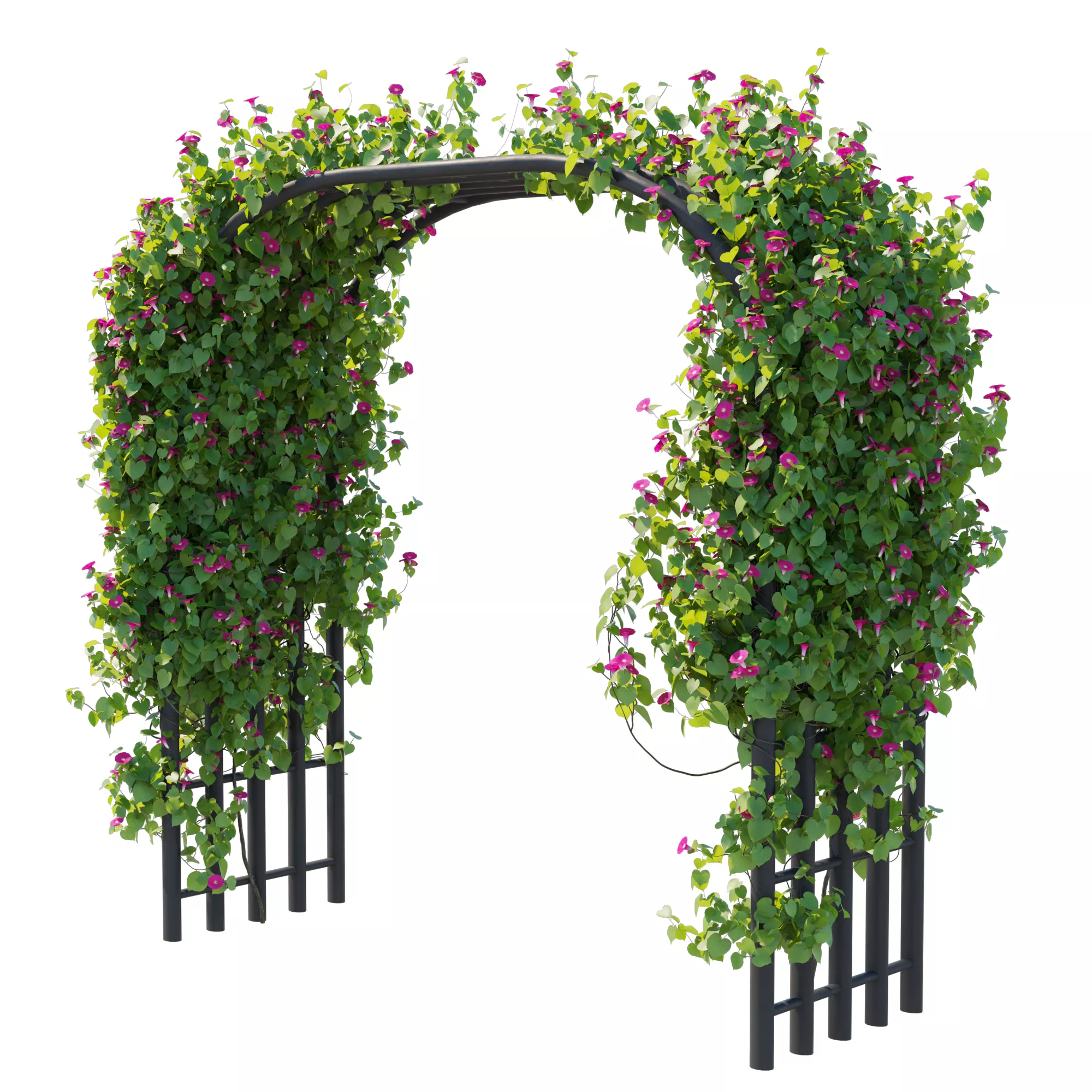 Morning Glory vines 05 3D model