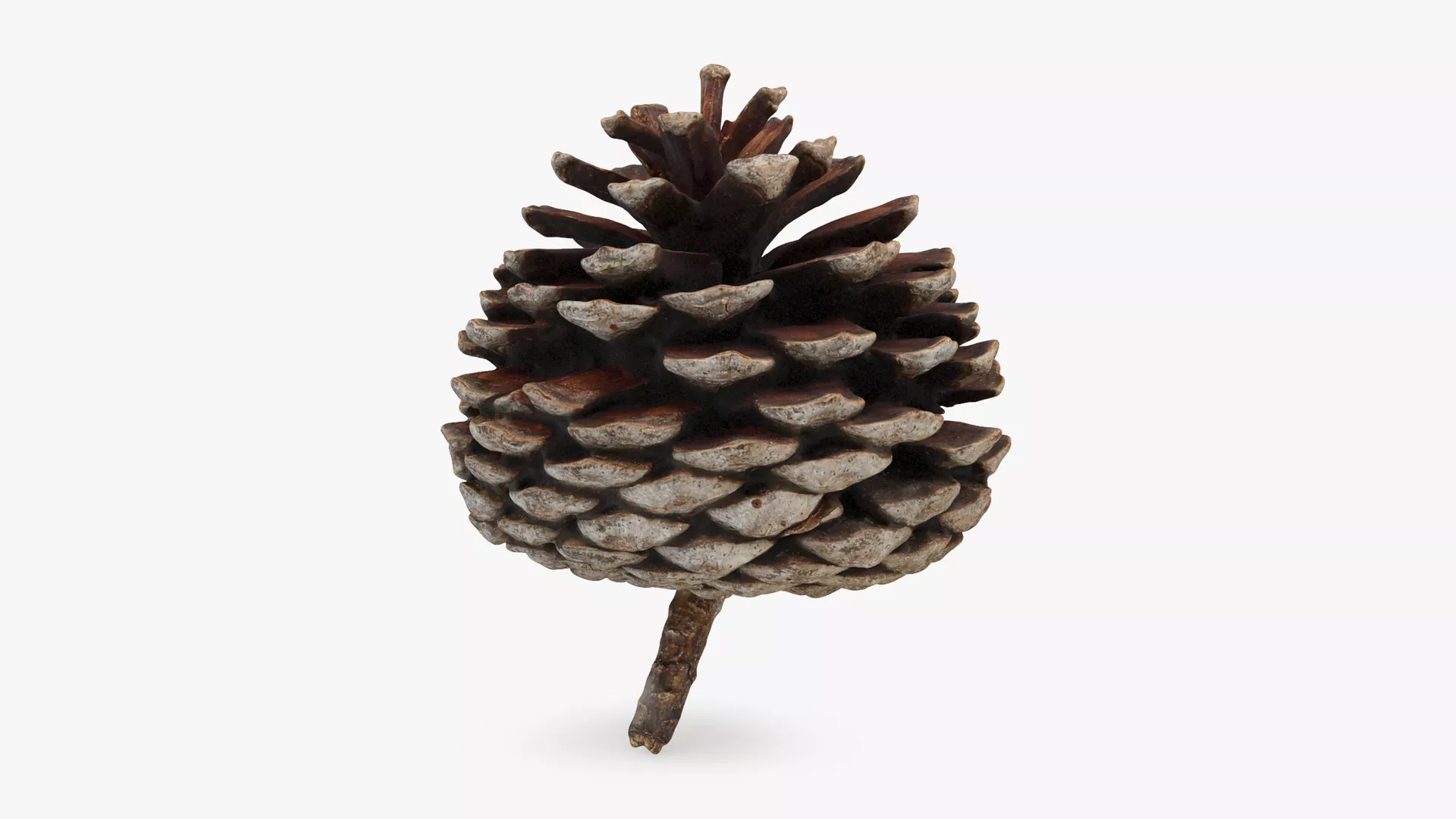 Bb Modals Dried Pine Cone 03 3D model | CGTrader