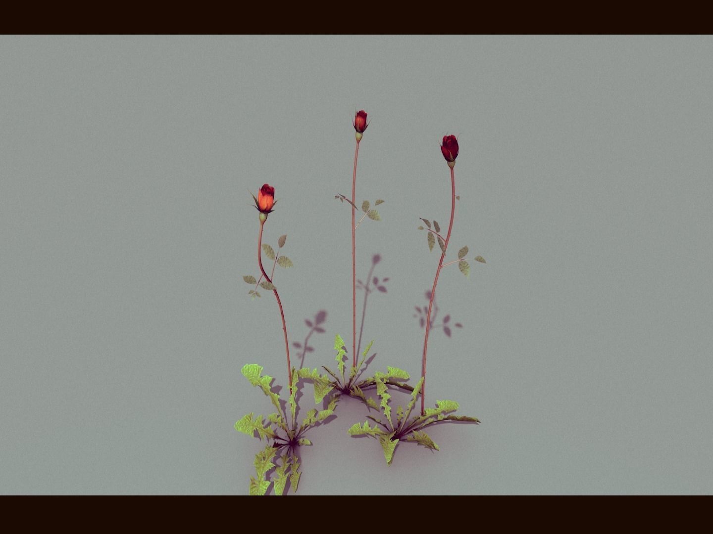 Three Growing Roses 3D model_3