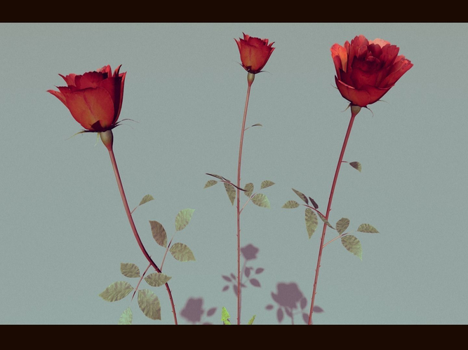 Three Growing Roses 3D model