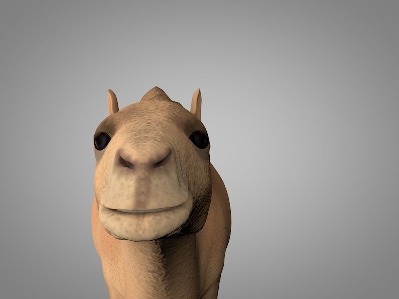 Camel Low-poly 3D model_2