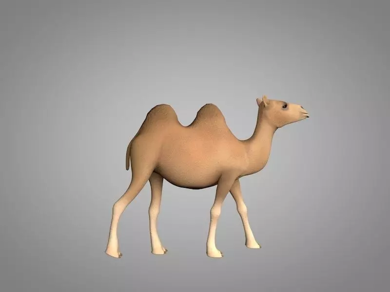 Camel Low-poly 3D model_0