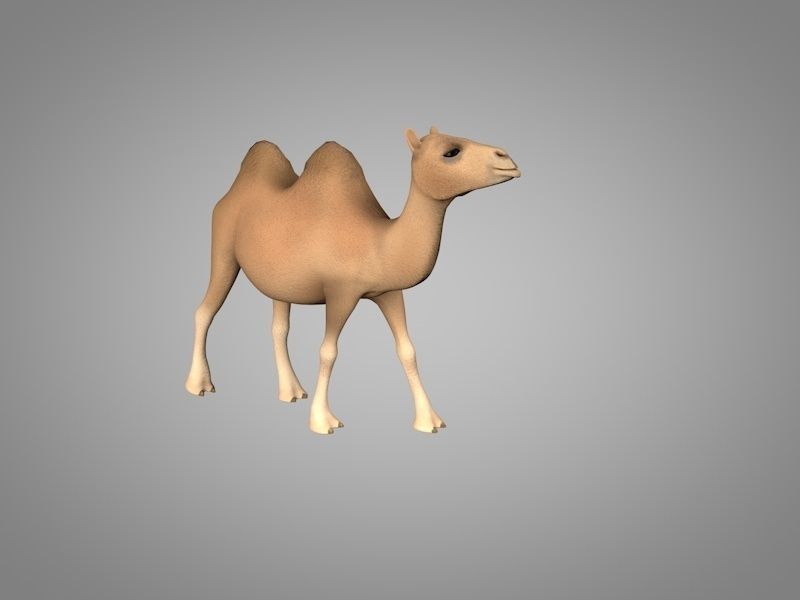 Camel Low-poly 3D model_1
